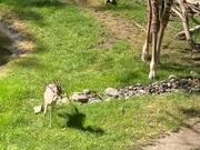 Giraffe Removes Branch Stuck On Gazelle's Head