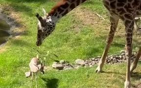 Giraffe Removes Branch Stuck On Gazelle's Head - Animals - VIDEOTIME.COM