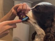 Kid Holds Dog's Mouth to Brush Teeth
