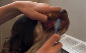 Kid Holds Dog's Mouth to Brush Teeth - Animals - VIDEOTIME.COM