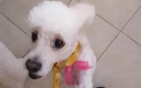 Dogs Jump To Fight For Pet Parent's Attention - Animals - VIDEOTIME.COM