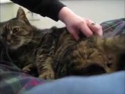 Cats Say Video Compilation - Animals - Y8.com