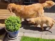 Dog Meets New Puppy For the First Time 