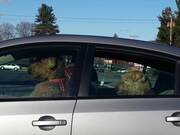 Impatient Dogs Waiting in Car