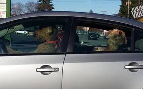 Impatient Dogs Waiting in Car - Animals - VIDEOTIME.COM