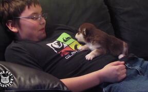 Dogs and Puppies Get Their Howl On - Animals - VIDEOTIME.COM
