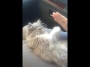 7 Minutes in Kitten Heaven Video Compilation