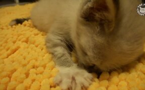 7 Minutes in Kitten Heaven Video Compilation - Animals - VIDEOTIME.COM