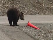 Bear Picks Up Fallen Traffic Cone by Roadside