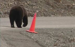 Bear Picks Up Fallen Traffic Cone by Roadside - Animals - VIDEOTIME.COM