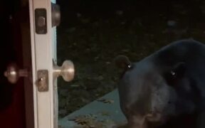Bear Closes Front Door Carefully  - Animals - VIDEOTIME.COM