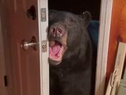 Bear Closes Front Door Carefully 