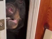 Bear Closes Front Door Carefully 