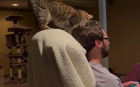 Cat Adorably Rubs Her Head Against Owner's Head - Animals - VIDEOTIME.COM