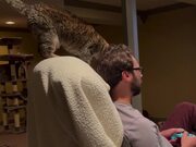 Cat Adorably Rubs Her Head Against Owner's Head