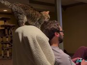 Cat Adorably Rubs Her Head Against Owner's Head