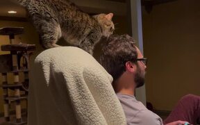 Cat Adorably Rubs Her Head Against Owner's Head - Animals - VIDEOTIME.COM