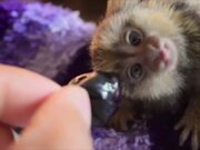 Cute Tiny Animals Pet Video Compilation