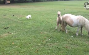 Cute Tiny Animals Pet Video Compilation - Animals - VIDEOTIME.COM