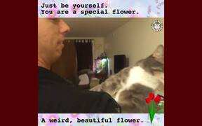 Funny Pet Meme Video Compilation - Animals - VIDEOTIME.COM