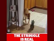 Funny Pet Meme Video Compilation