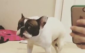 French Bulldog Makes Funny Noises - Animals - VIDEOTIME.COM