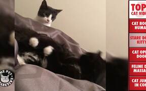Top 5 Cat Videos - Animals - VIDEOTIME.COM