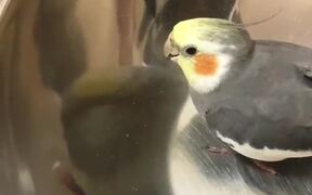 Bird Pecks Metal Bowl While Sitting Inside It - Animals - VIDEOTIME.COM