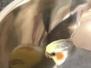 Bird Pecks Metal Bowl While Sitting Inside It