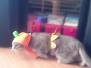 Halloween Pets Video Compilation