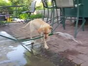 Amazing Dog vs Water Puppy Pet Video Compilation 