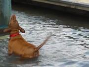 Amazing Dog vs Water Puppy Pet Video Compilation 