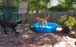 Amazing Dog vs Water Puppy Pet Video Compilation  - Animals - VIDEOTIME.COM