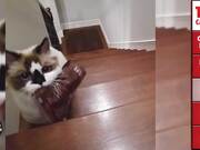 Top 5 Cat Videos