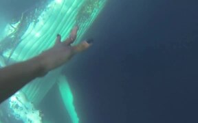 Swimming With Humpback Whales - Animals - Videotime.com
