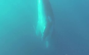Swimming With Humpback Whales - Animals - VIDEOTIME.COM