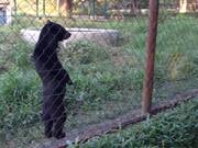 Bear Walks Standing Upright