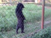 Bear Walks Standing Upright