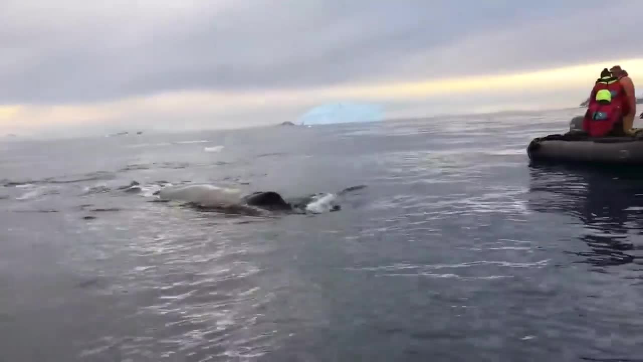 People Witness Whale Up Close During a Cruise
