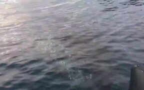 People Witness Whale Up Close During a Cruise - Animals - VIDEOTIME.COM