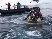 People Witness Whale Up Close During a Cruise - Animals - Y8.COM