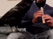 Man Plays Flute While Raven Sings Along