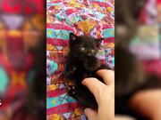 Best Kitten Tickle 