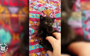 Best Kitten Tickle  - Animals - VIDEOTIME.COM