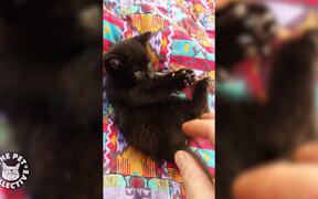 Best Kitten Tickle  - Animals - VIDEOTIME.COM