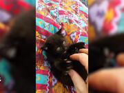 Best Kitten Tickle 