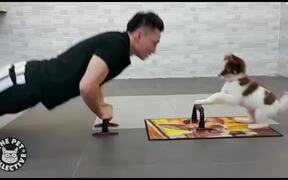 Extreme Pet Workouts - Animals - VIDEOTIME.COM