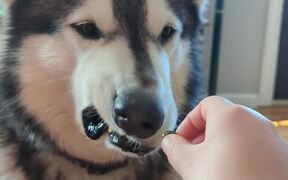 Dog Makes Weird Face After Tasting Pickle - Animals - VIDEOTIME.COM