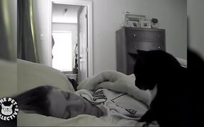 Cat-holes - Animals - VIDEOTIME.COM
