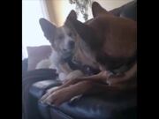 Sassy Dogs Video Compilation